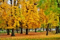 Colorful horse-chestnut trees, fallen leaves in autumn Royalty Free Stock Photo