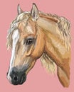 Colorful Horse portrait-8