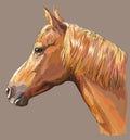 Colorful Horse portrait-9 Royalty Free Stock Photo