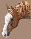 Colorful Horse portrait-4