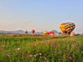 Colorful hot air balloon floating over cosmos flower field at Singha Park Chiang Rai International Balloon Fiesta Royalty Free Stock Photo