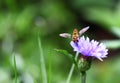 Colorful hover fly Royalty Free Stock Photo