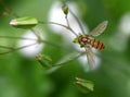 Colorful hover fly Royalty Free Stock Photo