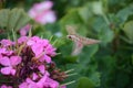 Colorful hover moth pollinating flowers. Royalty Free Stock Photo