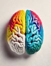Colorful human brain on white background, view from above. Creative human intellect, different mind concept