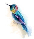 Colorful humming bird watercolor Vector. Tropic card backgrounds