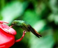 Colorful hummingbird from the Ecuadorian rain forest