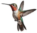 A colorful hummingbird in flight, isolated on white background with png file (transparent background) attached