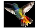 A Colorful hummingbird flying