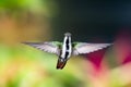 Colorful hummingbird with her wings spread in flight