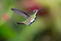 Colorful hummingbird hovering in the air with green background. Royalty Free Stock Photo