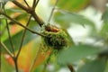 Colorful Hummingbird Kolibri in Costa Rica, Central America