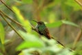 Colorful Hummingbird Kolibri in Costa Rica, Central America