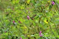 Colorful Hummingbird Kolibri in Costa Rica, Central America