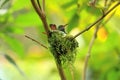 Colorful Hummingbird Kolibri in Costa Rica, Central America