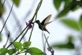 Colorful Hummingbird Kolibri in Costa Rica, Central America