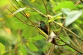 Colorful Hummingbird Kolibri in Costa Rica, Central America