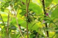 Colorful Hummingbird Kolibri in Costa Rica, Central America