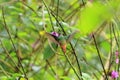 Colorful Hummingbird Kolibri in Costa Rica, Central America