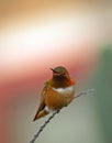 Colorful hummingbird resting on a branch