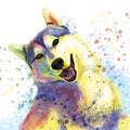 Colorful husky painting white background, rainbow dog