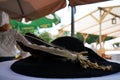 Colorful hustle and bustle at a medieval festival in Bavaria in summer Royalty Free Stock Photo