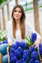 Colorful hyacinth flower garden