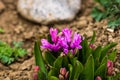Colorful hyacinth flowers in the garden. Close up photo