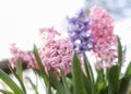 Colorful Hyacinth flowers in spring time