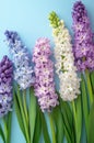 Spring Hyacinths in Pastel Colors Purple, Blue, White, and Lavender Royalty Free Stock Photo