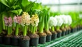 Colorful Hyacinths Blooming in Pots Royalty Free Stock Photo