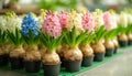 Colorful Hyacinths Blooming in Pots Royalty Free Stock Photo