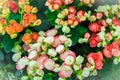 Colorful hybrid Rieger begonias (Begonia x hiemalis) are called