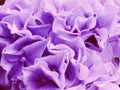 Colorful hydrangea flower bouquet close up Royalty Free Stock Photo
