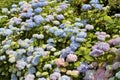 Colorful Hydrangea Flowers