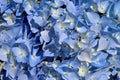 Colorful Hydrangea Flowers