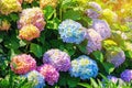 Colorful  Hydrangea flowers - Hydrangea macrophylla - in garden. Sunlight Royalty Free Stock Photo