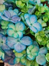 Colorful Hydrangeas Flowers