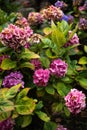 Colorful hydrangeas growing in spring