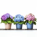 Colorful Hydrangeas In Pots: A Classic Still-life With A Modern Twist Royalty Free Stock Photo