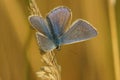 A colorful Icarus blue, Polyommatus icarus, sunbathing