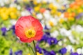 Colorful iceland poppy flowers. Papaver nudicaule. Royalty Free Stock Photo