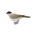 Colorful icon of male Eurasian blackcap. Little bird with long tail. Fauna theme. Vector element for advertising poster