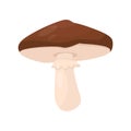 Flat vector icon of suillus luteus. Mushroom with brown cap and beige stalk. Cooking ingredient. Forest fungus