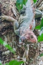 Colorful iguana Royalty Free Stock Photo