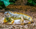 Colorful iguana with banded tail and a beard, yellow brown orange colors, popular tropical pet from America, beautiful closeup Royalty Free Stock Photo