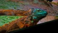 Colorful iguana