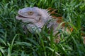 Colorful Iguana Royalty Free Stock Photo