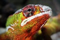 Colorful iguana Royalty Free Stock Photo