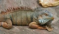 Colorful iguana lies on her stomach Royalty Free Stock Photo